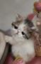 chatons Exotic Shorthair  rserver