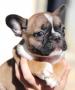 chiots Bouledogue Franais disponibles