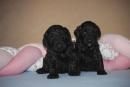 chiots Caniche Nain  rserver