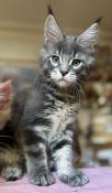 Chatons maine coon roux, lignes exceptionelles !