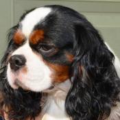 Male cavalier king charles disponible pour saillie