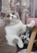 Chatons british shorthair loof