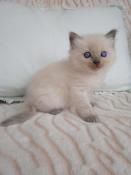 Chaton ragdoll loof