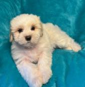 Chiots coton de tular