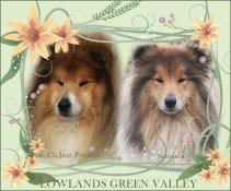 A rserver chiots colley fauves (lassie)