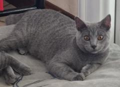 Chatte chartreux loof