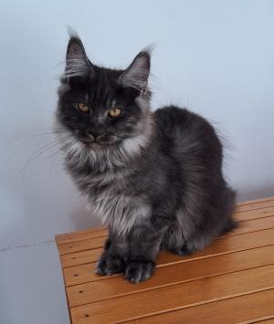 Chaton femelle maine coon