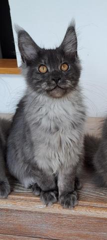 Chaton femelle maine coon