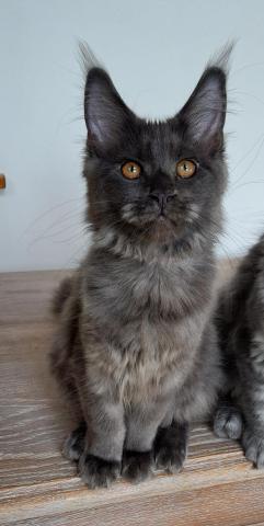 Chaton femelle maine coon