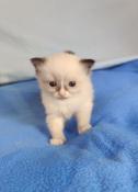 Chatons ragdoll  ,rserver