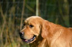 Rservation chiots golden retriever lof