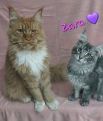 Chatons maine coons