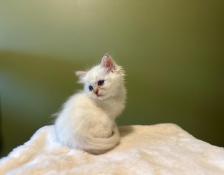 Chatons ragdoll