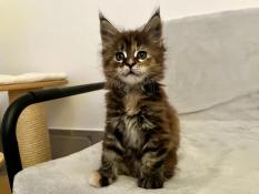 Femelle maine coon disponible