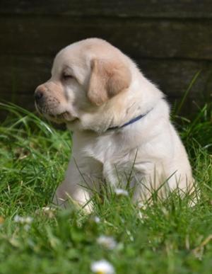 Chiot mle labrador retriever