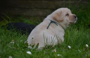 Chiot mle labrador retriever