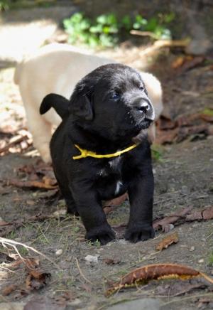 Chiot mle labrador retriever