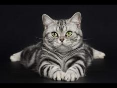 Chaton american shorthair loof