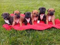 6 magnifique chiots staffie lof