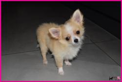 Chiots chihuahua lof