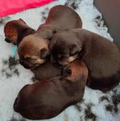 Border terrier chiots adorable.