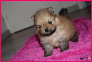 Chiot mle spitz nain