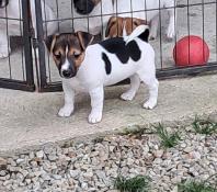 Chiots jack russell terrier lof