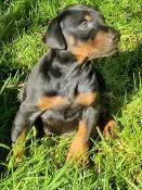 Superbes chiots dobermann lof