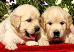 Magnifiques bbs golden retriever lof  levs en famille !