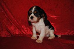 Chiots cavaliers king charles