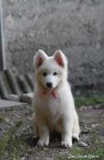 Chiots berger blanc suisse disponibles