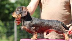 Chiots teckel nain/kaninchen poil dur