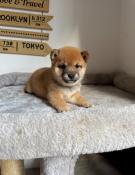 Mame shiba ( shiba inu miniature ) parents import japon