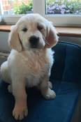 Chiots golden retriever