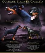 Chiots dobermann lof