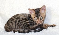 Chaton bengal brown