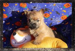 En bourgogne chiots cairn terrier  rserver