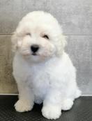 Magnifique chiot bichon fris lof