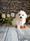 Chiots bichon fris mles lof