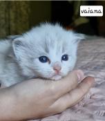 Superbes chatons ragdoll