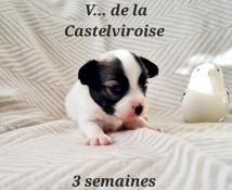 Chiots pagneul nain continental papillon