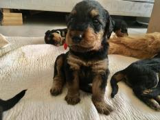 Airedale terrier beau mariage  rserver