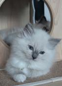 Chatons chocolat, blue, seal tortie mitted  rserver