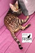 Femelle bengal brown tabby spotted/rosettes