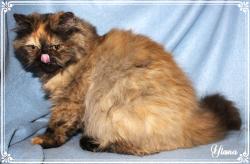 Persans femelles black tortie non loof