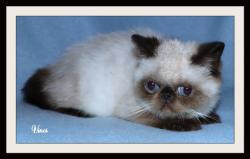 Mles exotic shorthair seal point et persan blue point loof