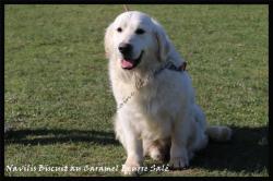 A rserver chiots golden retriever inscrits au lof. parents tests.