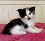 Chatons norvgiens disponibles