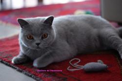 Femelle british shorthair pour retraite heureuse