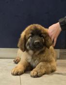 Chiots leonberg lof disponibles